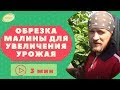 Обрезка малины для увеличения урожая. Верхозин Юрий