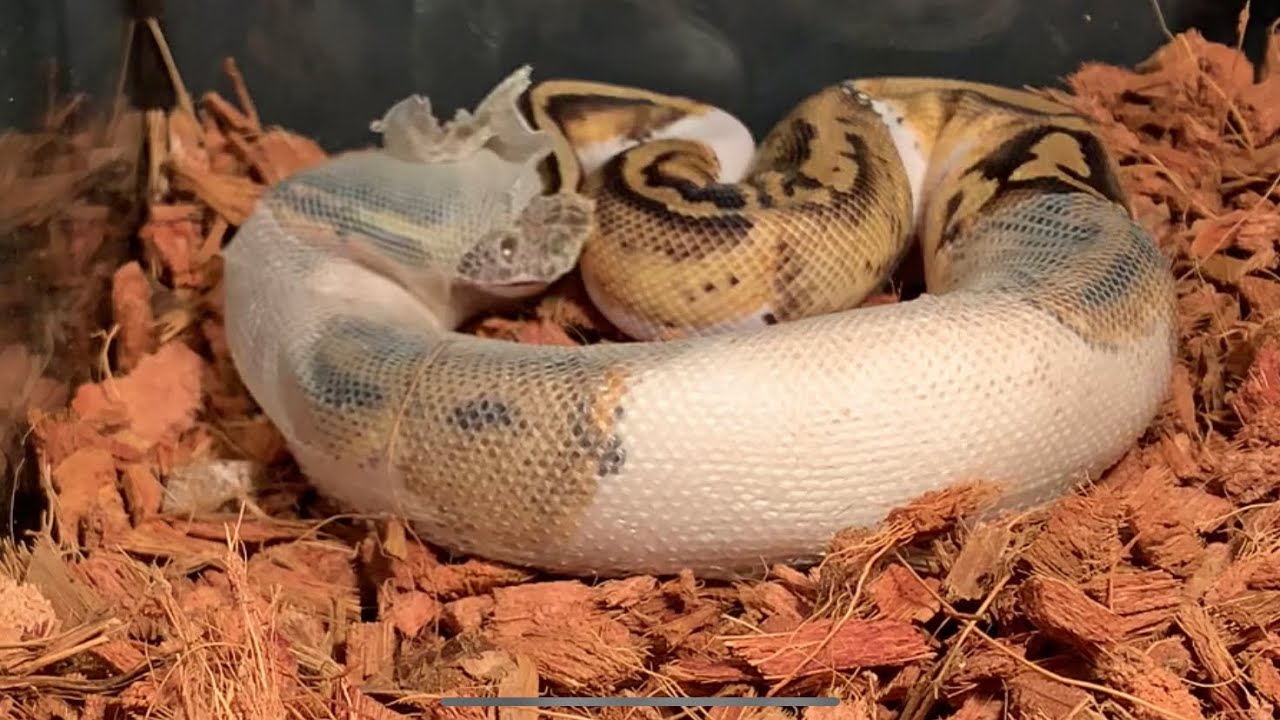ball python Shedding time lapse - YouTube