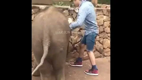 Baby Elephant🐘 Kick his Friend 😝😛