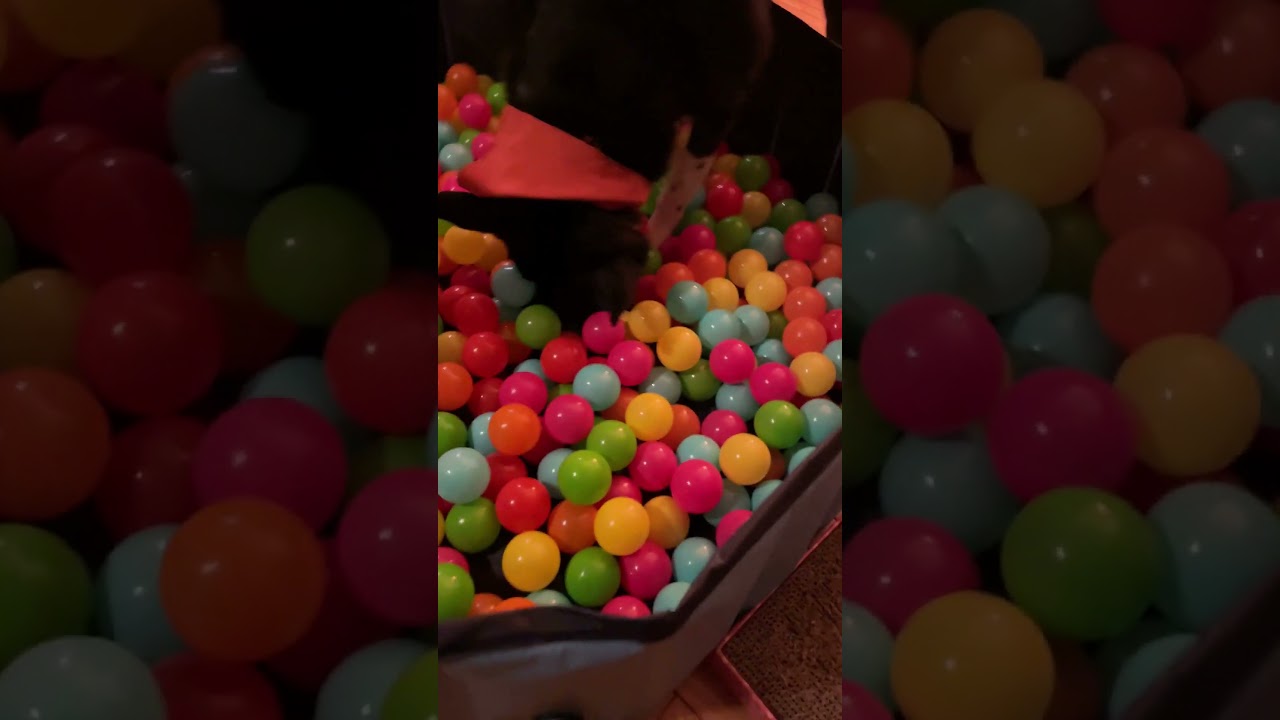 Dog Ball Pit & Pool! Jasonwell Foldable Dog Pet Bath Pool Collapsible Dog Pet Pool for Dogs