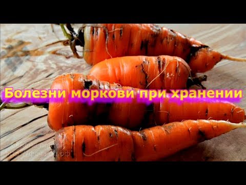 Болезни моркови.