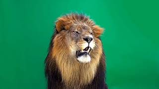 lion Green screen