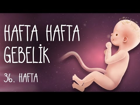 Hafta Hafta Gebelik 36. hafta