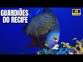🐠Guardiões do Recife: Vidas Submersas nas Ilhas da Nova Zelândia - Documentário Ilhas Poor Knights