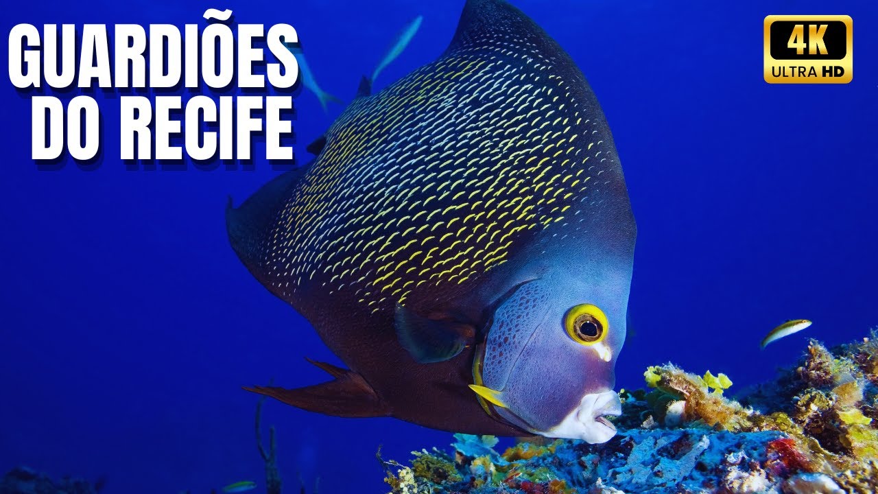 🐠Guardiões do Recife: Vidas Submersas nas Ilhas da Nova Zelândia - Documentário Ilhas Poor Knights