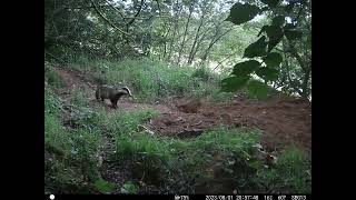 Bouncy badger cubs 4