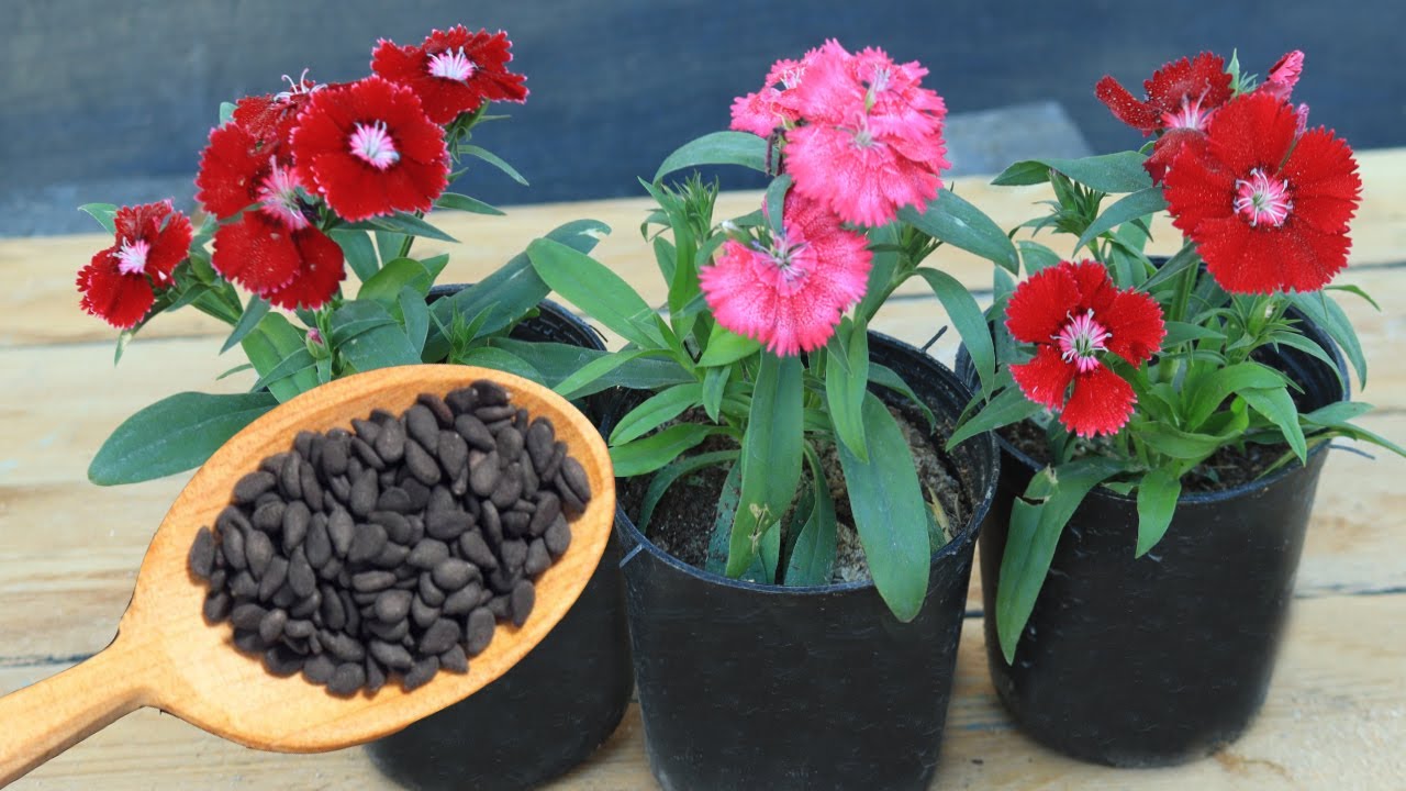 ازرع القرنفل بنفسك فى البيت واستمتع بأزهاره الخلابة ورائحة الفواحة