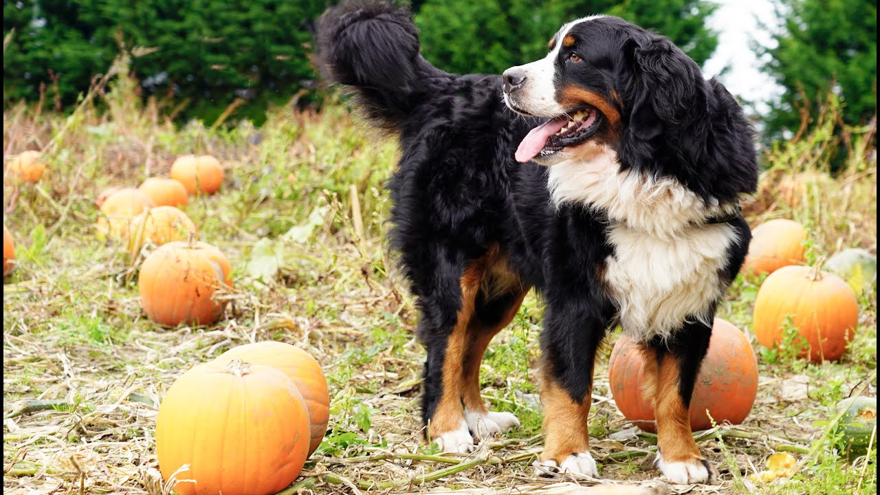 Bernese Mountain Dogs getting ready for Halloween. Trip to the Pumpkin Patch and Pumpkin Games