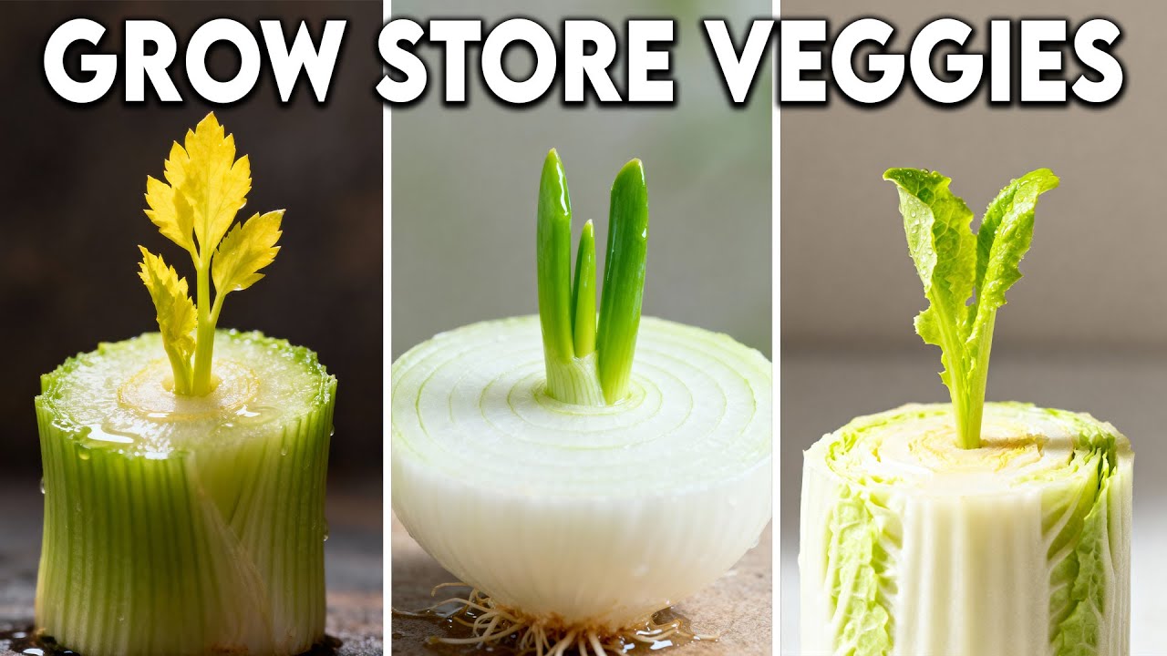 25 Store Bought Vegetables and Herbs That Regrow Into Mountains of FREE FOOD!