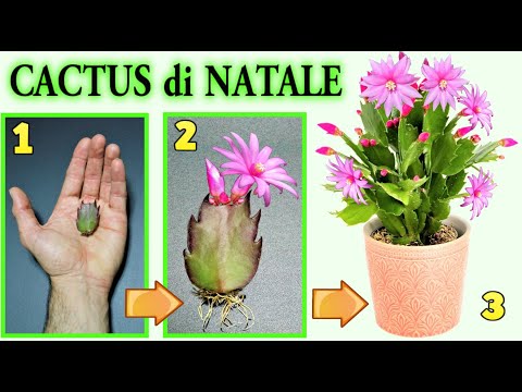 CACTUS DI NATALE, 2 modi per riprodurlo con successo, natalina, schlumbergera, thanksgivin cactus