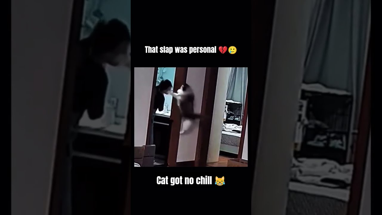 That Slap Was Personal Meme Cat Meow Funny Funnymemes Catmemes Catlovers Catvideo