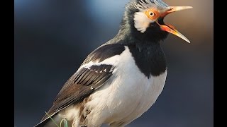 Kicau Burung Jalak Suren  Master Paling Dicari