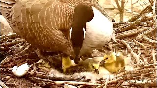 Decorah Eagles-Momma Goose Now Has Four Goslings