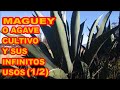 MAGUEY O AGAVE (PARTE 1/2), LA SUCULENTA MÁS ÚTIL. CULTIVO🌵🌵🌵Y PLAYERAS TERREGAL