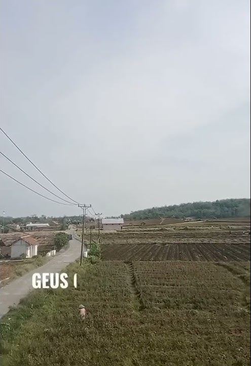 Budak ceurik - ifenk