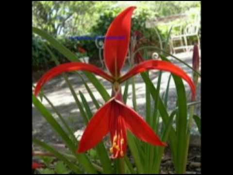NEW ORLEANS FLEUR DE LIS - FLOR DEL LIRIO LOTO
