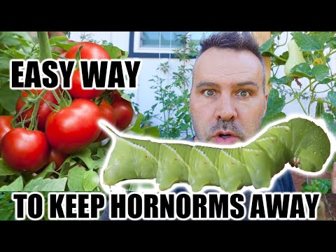 Video: Moet ik tomatenhoornworm doden?