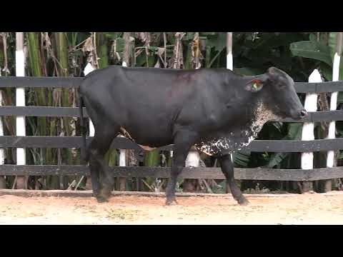 LOTE 26 - 2º Leilão Virtual Fazenda da Serra - 12 de Abril de 2026 | 10:00 Horas