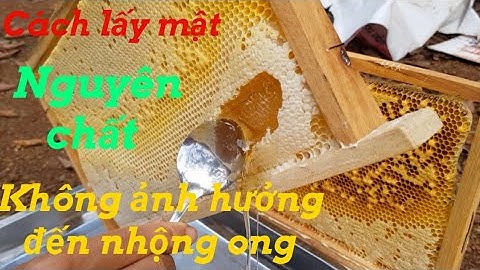 Cách lấy mật ong nguyên chất và không ảnh hưởng đến ấu trùng,nhộng ong|Đàn ong không bị suy yếu.