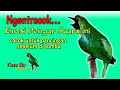 hanya dengan settingan ini cucak ijo bisa langsung ngentrok, pancingan sebelum burung di lombakan