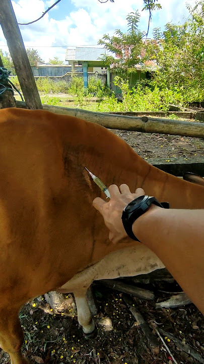 Penyuntikan ternak sapi