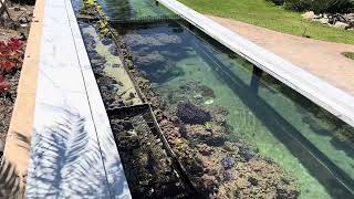 Celebrity Introducing my 13,000 gallon backyard reef tank Net Worth