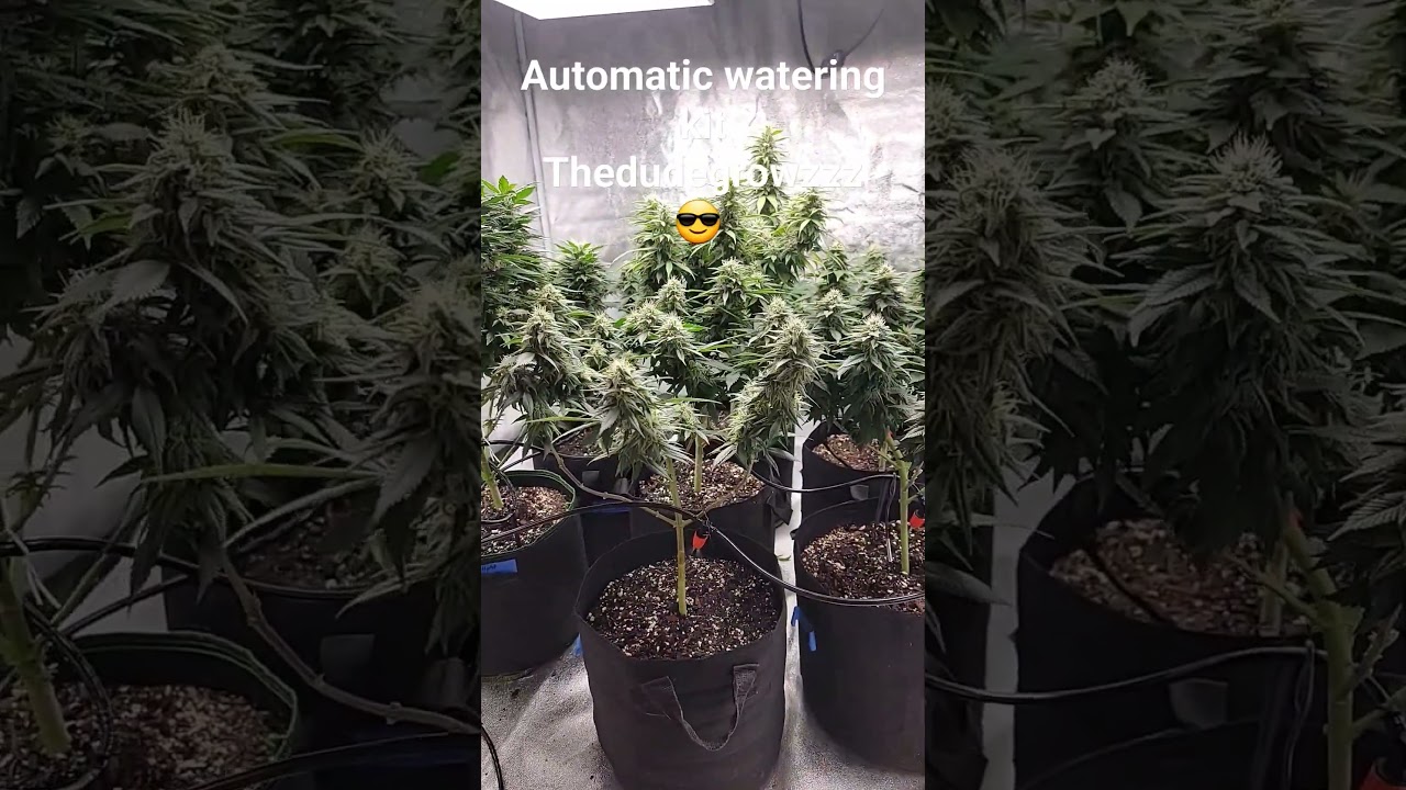 Automatic Watering System 