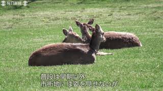 エゾシカ、公園を「占拠」　コロナで人影まばら　北海道・根室