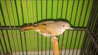 BURUNG SIKATAN LONDO/Common Nightingale UNJUK GIGI