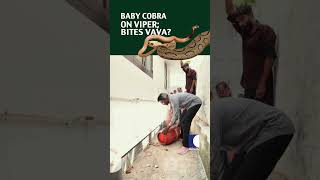 Baby Cobra On Viper ; Bites Vava? #vavasureshlatest #snakemaster