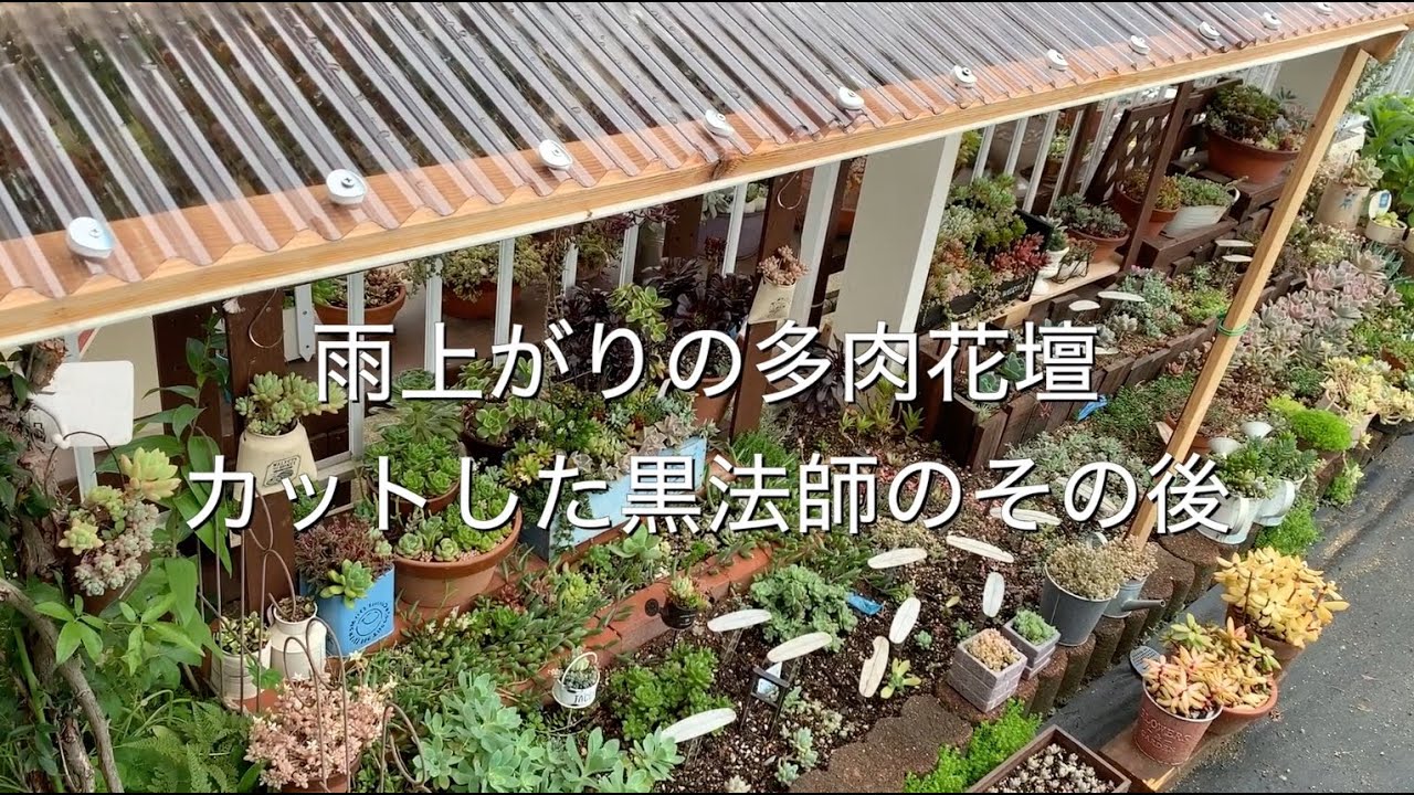 多肉 84 雨上がりの多肉花壇とカットした黒法師のその後です 花壇 の雨よけも仮のナイロンから波板にバージョンアップしました 現在の雨ざらしの鉢をご紹介しながら多肉事のその後を見ていきます Youtube