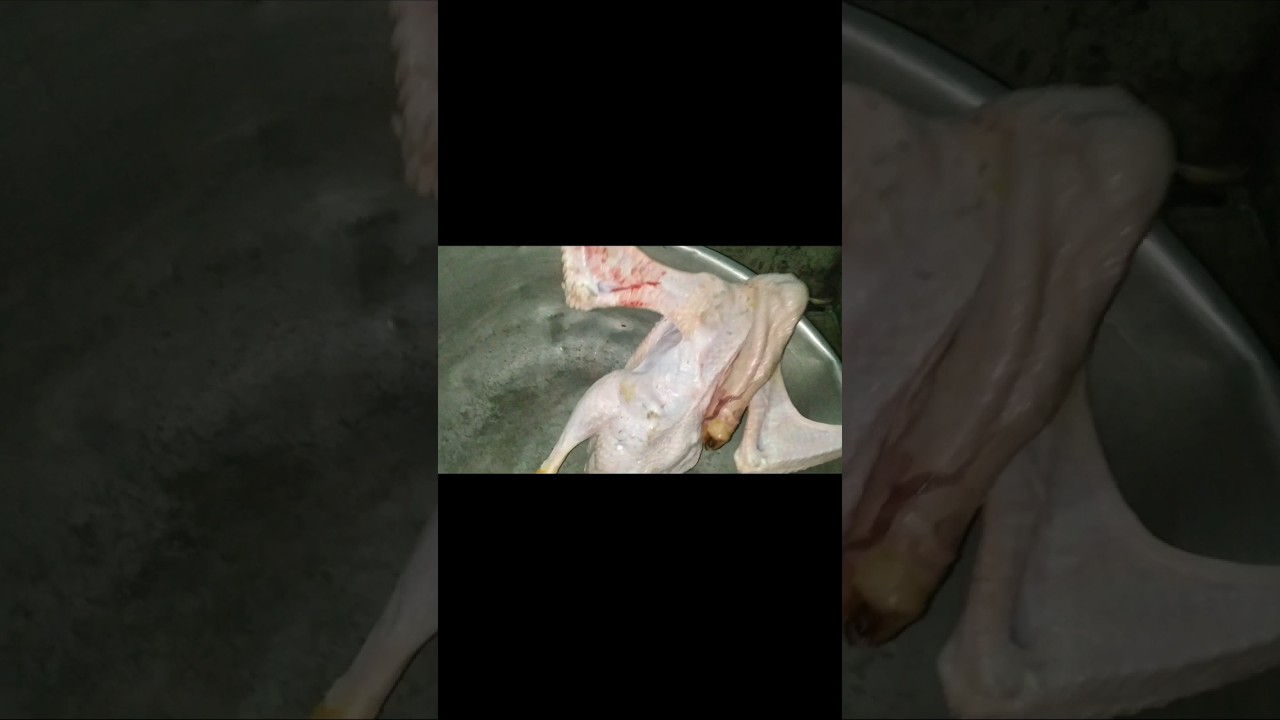 Swan 🦢 meat curry recipe 😋