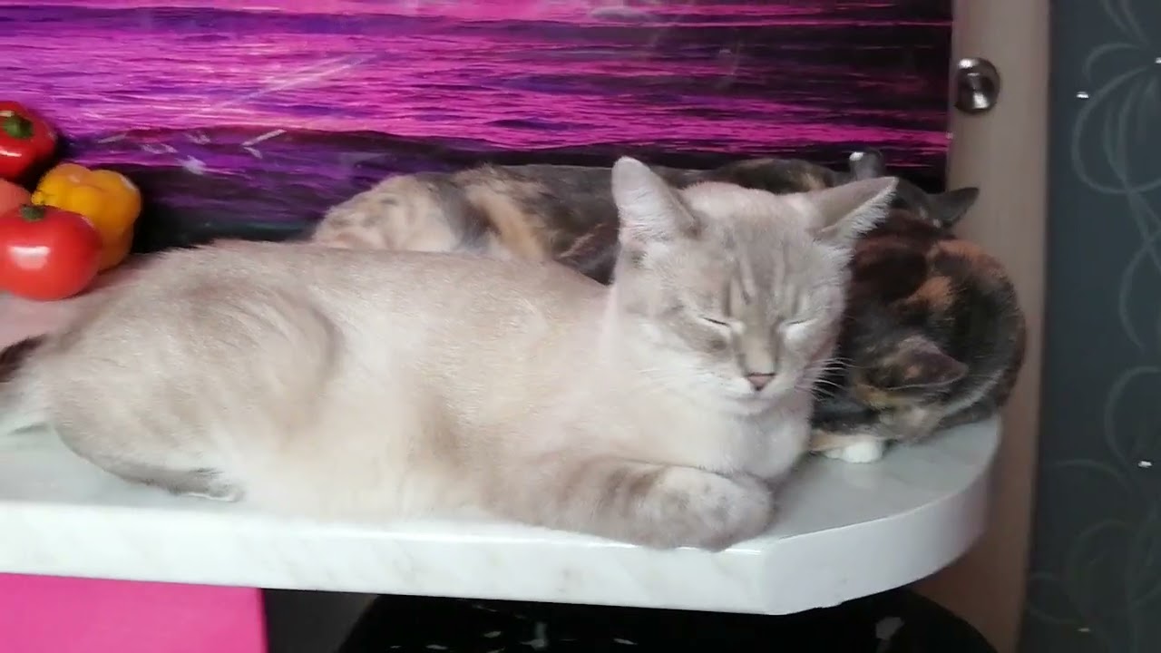 +1000р. Алексей Вячеславович Р. СПАСИБО!!! на Сбербанк 2202203654418625 Елена К. 4 февраля 2026г.