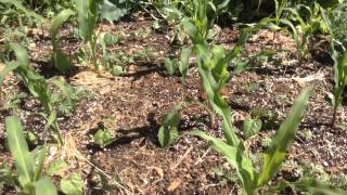 Three sisters plot #1 May