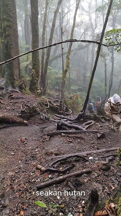 Cerita Pendakian pertama anak bocil ke Gunung Gede via putri  #short #camping #gununggedeviaputri