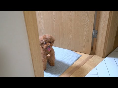 말 만 못할 뿐 <strong>사람인</strong> 강아지..ㅠㅠ