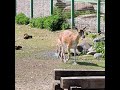 Детеныш европейских ланей в Ярославском зоопарке