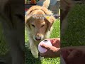 Dehydration literally stopped my dog mid-walk…🥺