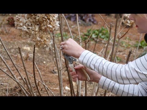 Video: Soğuk İklimler İçin Ortancalar - 4. Bölge Bahçelerinde Büyüyen Ortancalar