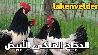 lakenvelder الدجاج الملكي الابيض