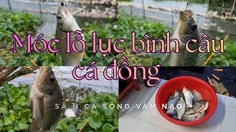 MÓC LỖ DỌN LỤC BÌNH CÂU CÁ ĐỒNG | BẤT NGỜ DÍNH QUÁ NHIỀU CÁ | SĂN CÁ SÔNG VÀM NAO