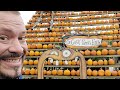 The Great Pumpkin Farm World Pumpkin Pie Contest | Clarence NY Live