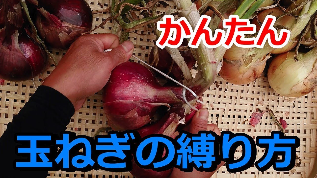 家庭菜園 玉ねぎの簡単な縛り方と残った茎葉の有効利用方法 Youtube