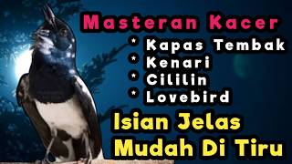 TERAPI KACER GACOR INI AMPUH ATASI KACER MACET BUNYI LANGSUNG NYAUT EMOSI CEPAT PANAS BUKA EKOR