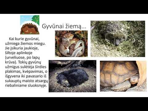 Video: Kaip Gyvūnai žiemoja Miške