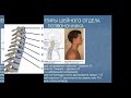 Боль в шее, возможные симптомы при поражении шейного отдела позвоночника