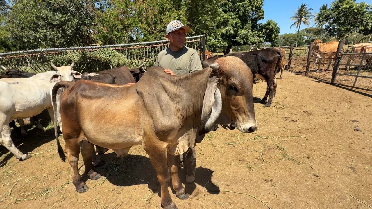 😱Ternero revivido pepe ya casi es toro 
