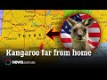 Sad moment kangaroo spotted on Texas highway
