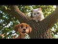 She Ignored the Puppy… But He Saved Her 🐶🐱🥺