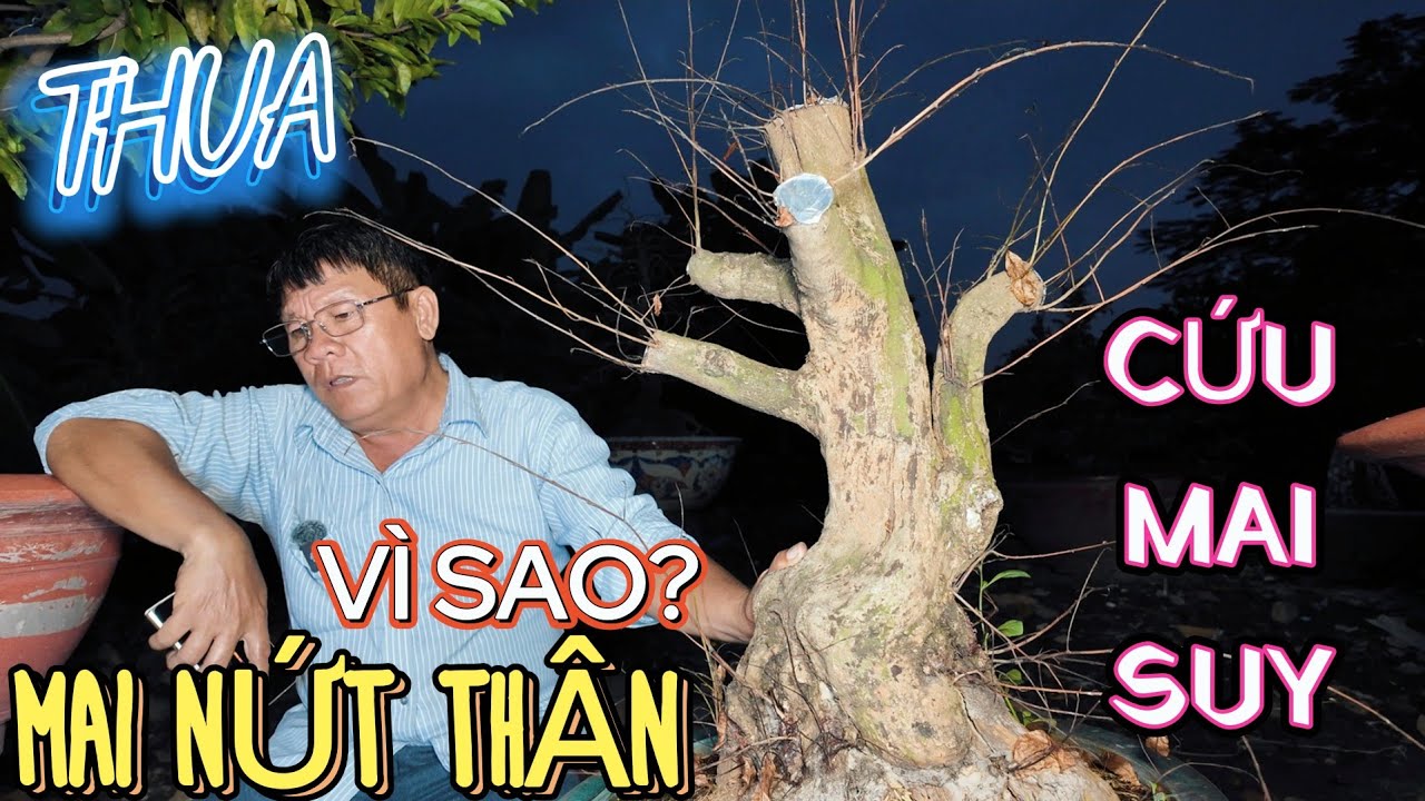 Vì sao cây mai bị Nứt Mục Thân bỏ chi? Út Đực chia sẻ cách phục hồi hiệu quả nhất mà không tốn gì cả